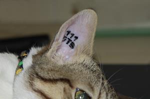 Tatouage Ou Pucage Des Chats Obligatoire Depuis Le 01 01 21 Marpire Tatouage Ou Pucage Des Chats Obligatoire Depuis Le 01 01 21 Marpire